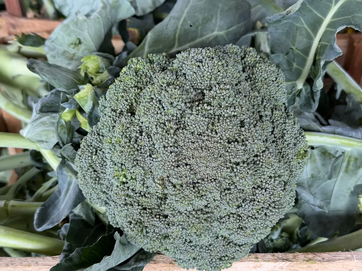 Brócolis colhido, ainda com as folhas, na caixa de madeira